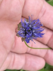 Jasione