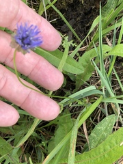 Jasione