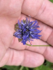 Jasione