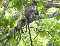 Piliocolobus tephrosceles