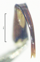 Microchaetes