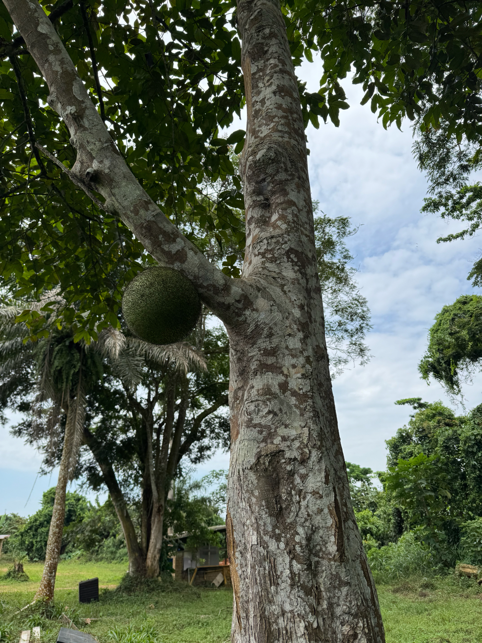 Imagem de Fruta-pão-de-são-tomé