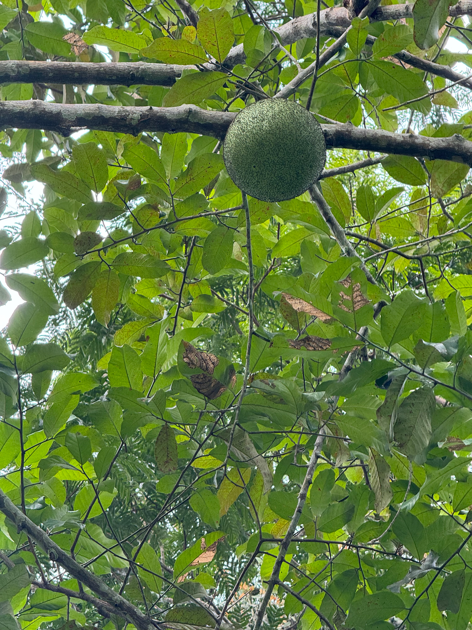 Imagem de Fruta-pão-de-são-tomé