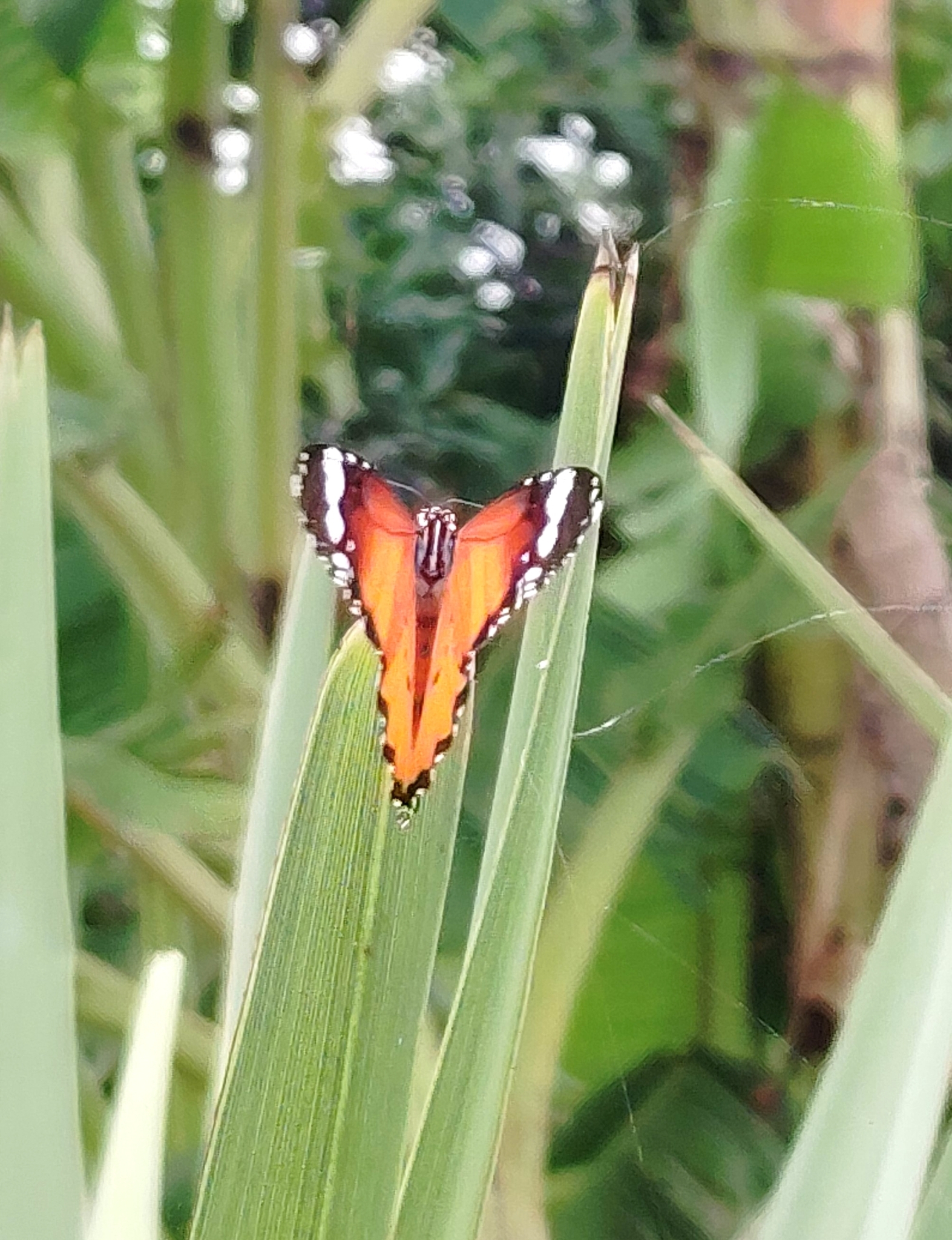 Plain Tiger