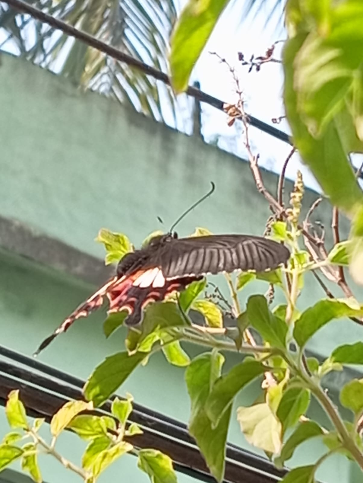 Common Mormon