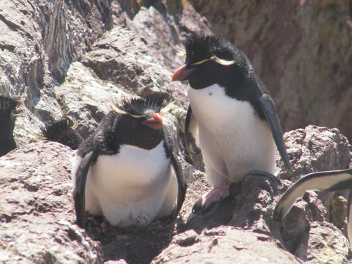 Eudyptes chrysocome