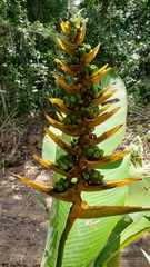 Heliconia librata