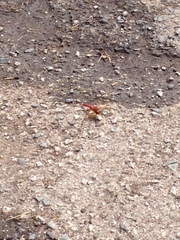 Sympetrum illotum