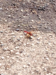 Sympetrum illotum