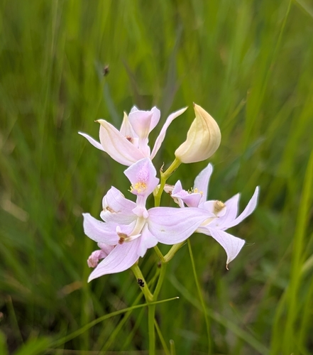 Oklahoma grasspink (Calopogon oklahomensis)