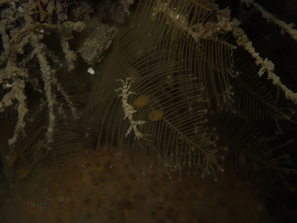 Caprella acanthifera