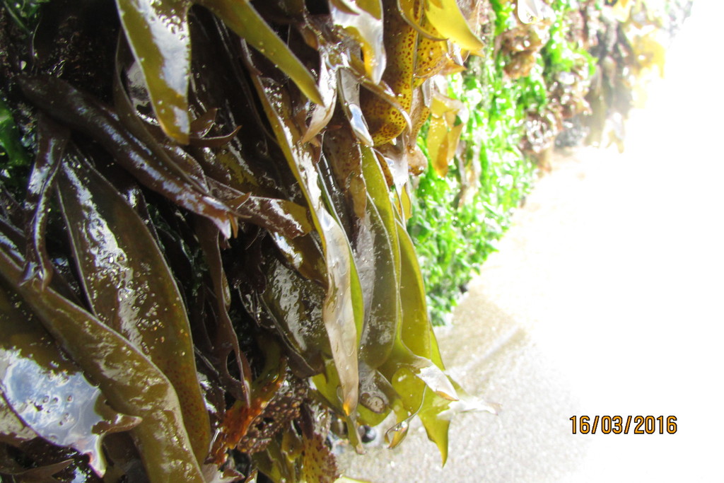 Mazzaella membranacea