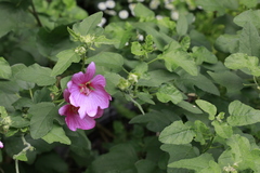 Malva × clementii