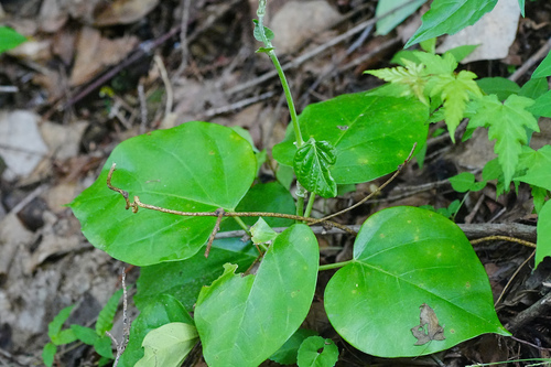 Marsdenia tomentosa iNat (1)