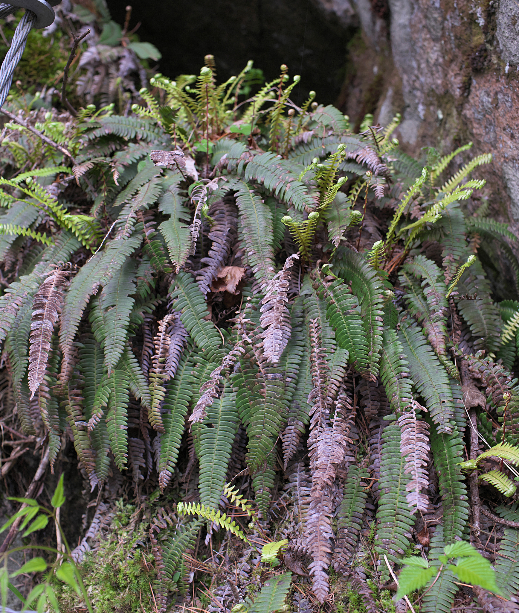 Spicantopsis amabilis (Spicantopsis amabilis)
