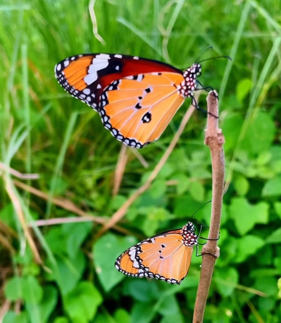 Plain Tiger