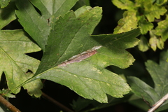 Phyllonorycter leucographella