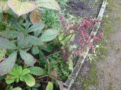 Rodgersia