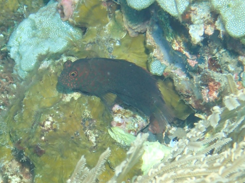 Springer's blenny (Cirripectes springeri) — Blenniidae
