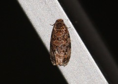 Phaecasiophora niveiguttana