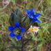 Parry's Gentian - Photo (c) Bryant Olsen, some rights reserved (CC BY-NC)
