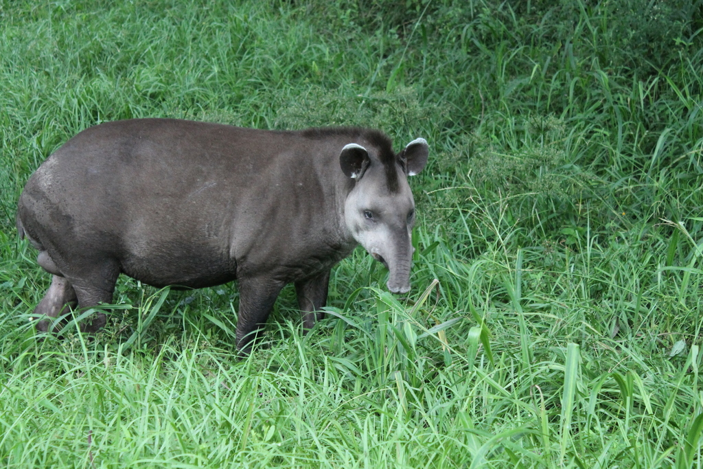 Southern Tapir