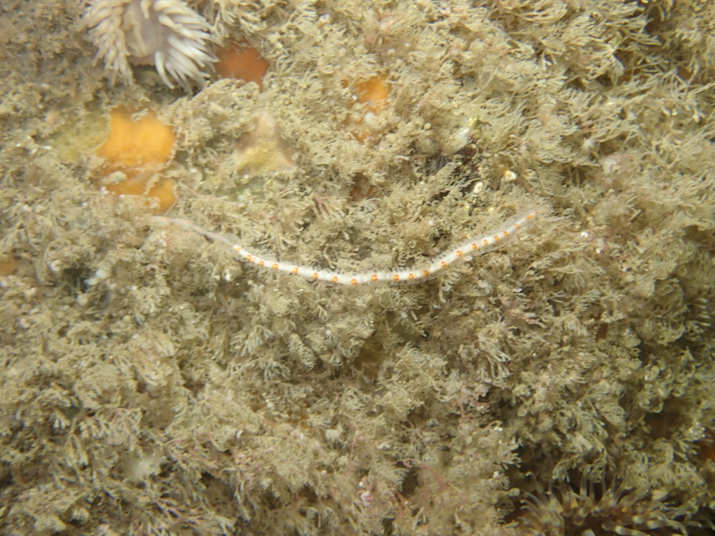 Myrianida pinnigera