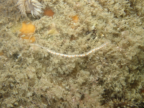Myrianide à bandes