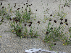 Juncus mertensianus