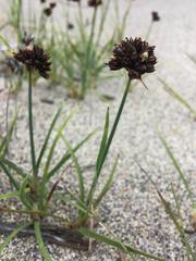 Juncus mertensianus