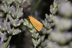 Setina irrorella
