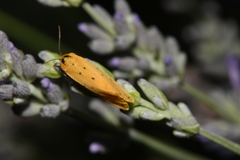 Setina irrorella