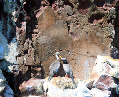 Poikilocarbo gaimardi