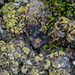 Soil Paint Lichen - Photo (c) Richard Droker, some rights reserved (CC BY-NC-ND)