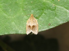 Clepsis dumicolana