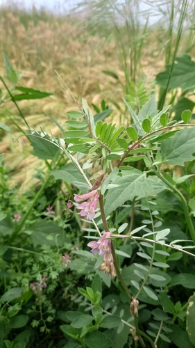 Hungarian vetch
