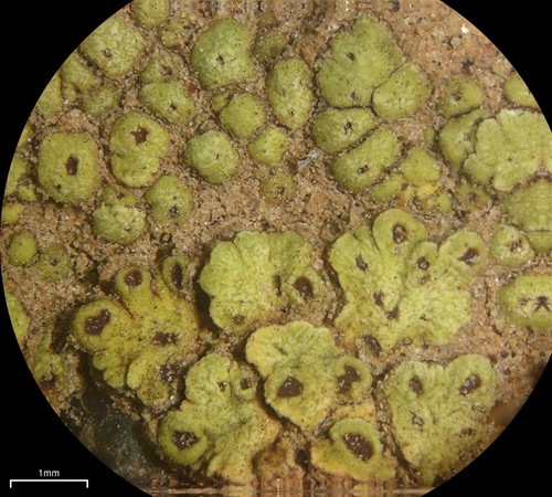 Soil Paint Lichen