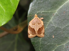 Clepsis dumicolana
