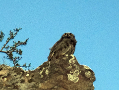 Bubo virginianus magellanicus