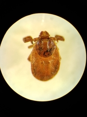 Haemaphysalis longicornis