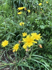 Hypochaeris radicata
