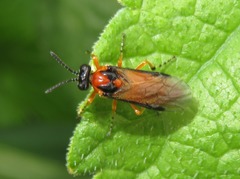 Athalia rosae