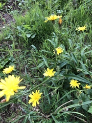 Hypochaeris radicata