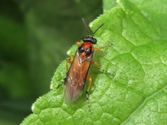 Athalia rosae