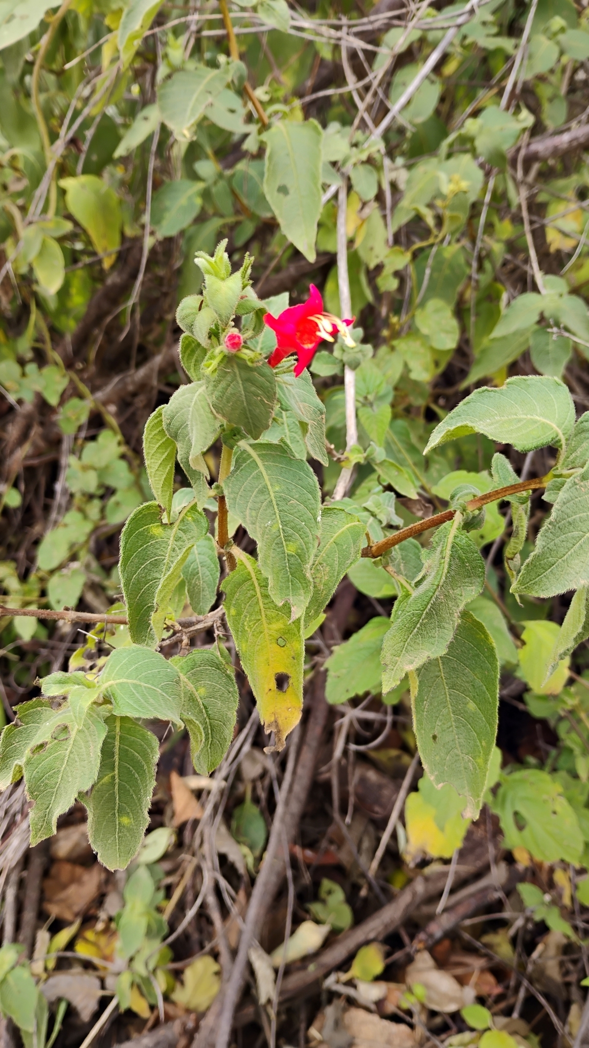 Ruellia asperula