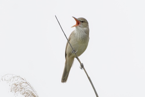 Oriental Reed Warbler