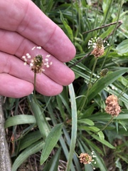 Plantago lanceolata
