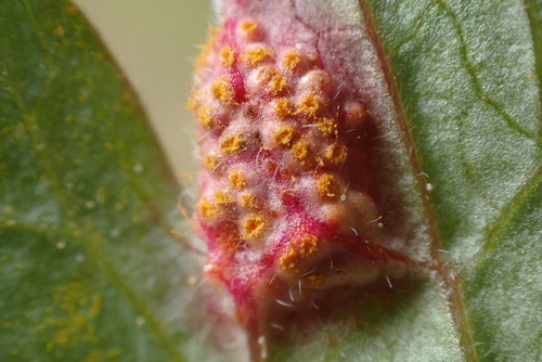 Geranium Rust
