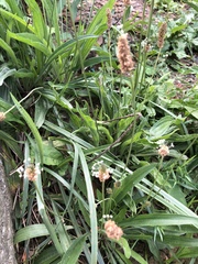 Plantago lanceolata