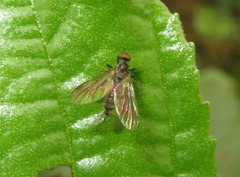 Hybos culiciformis